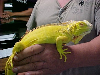 Iguana pet