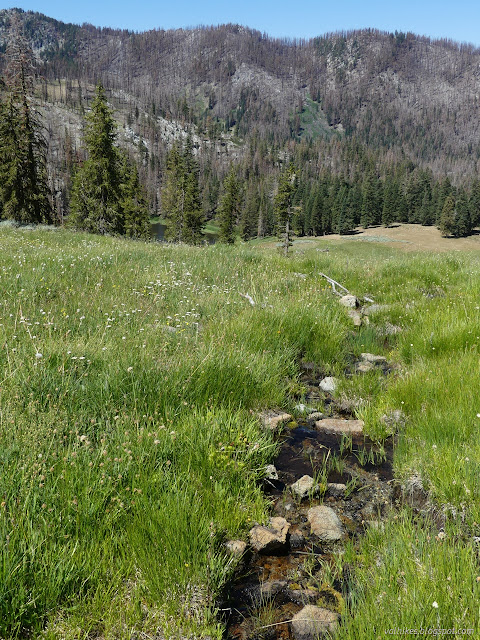 203: water flowing in grass