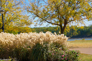 ornamental grass