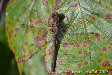 2012-10-06 Copse Wood 001