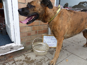 Fizz woodhall spa dog drinking water