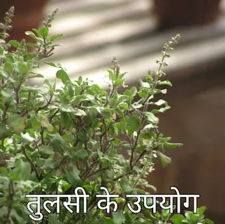 तुलसी के उपयोग और महत्व|Tulsi ke Upyog