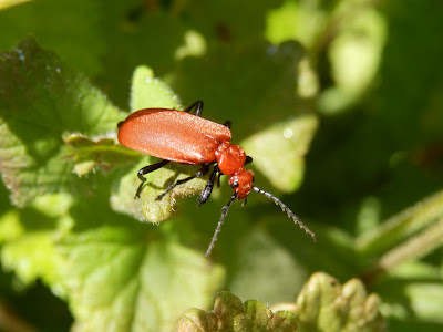 Cardinal beetle