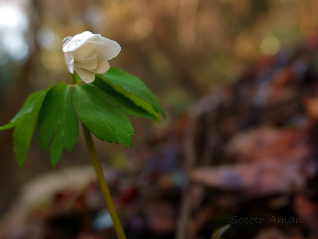 Anemone raddeana