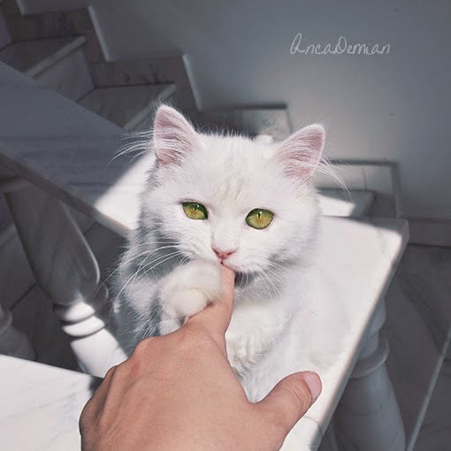 [BeritaUnikMenarik] 150 Gambar Kucing Lucu dan Imut Anggora, Persia, Maine Coon  APK MOD Share