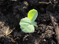 Unidentified brassica seedling