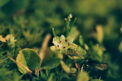 Imágenes verdes multiusos - Multipurpose green pictures