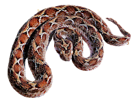 Image of the Saw Scaled Viper.