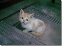 Liza's_1310