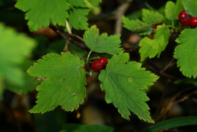 Смородина Максимовича (Ribes maximoviczianum)