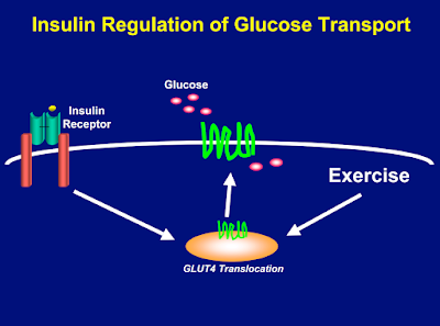 senaman diabetes gula dalam darah Glut4