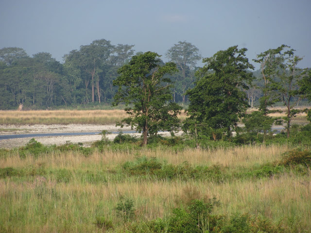 Torsha river grassland jaldapara