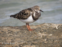 Ruddy Turnstone, regular winter visitor, Magic Island, Oahu - © Denise Motard