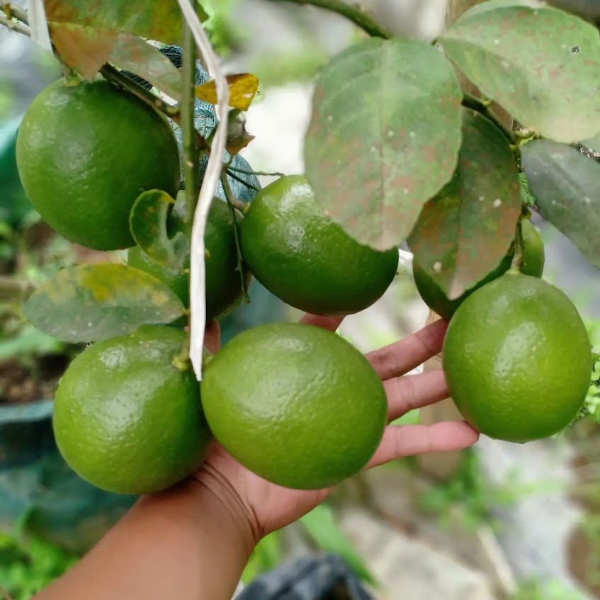 bibit jeruk lemon california buah import super murah mudah dirawat Lubuklinggau