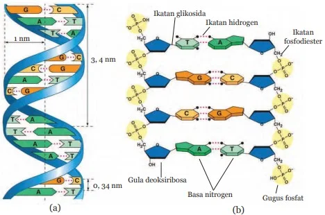 Struktur Molekul DNA