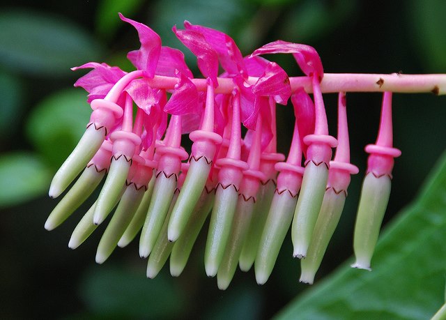 Cavendishia Grandifolia Flowers