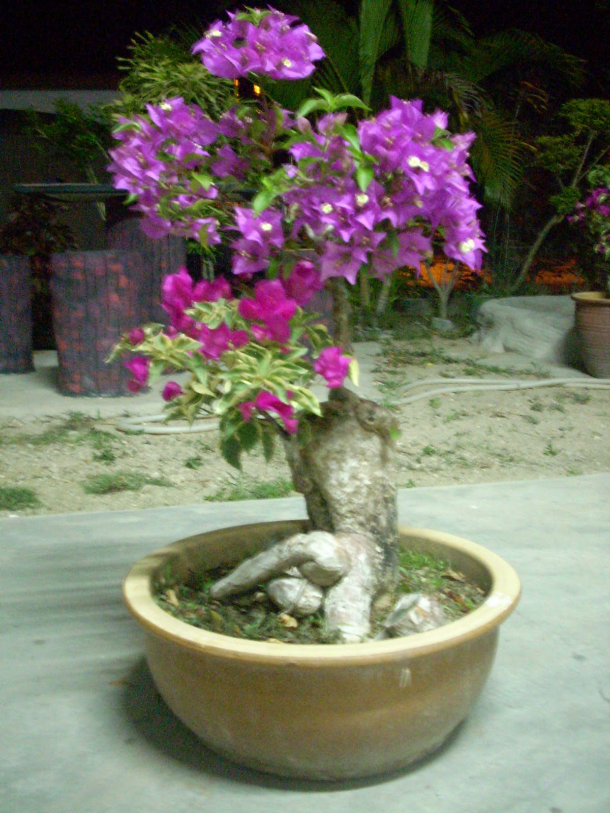 Laman Mesra Bunga  Kertas Bougainvillea sp 