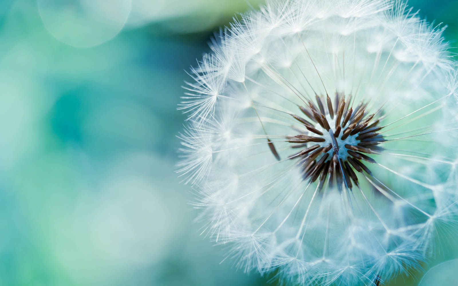 Dandelion Flower Wallpaper