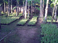 Supplier Rumput Vetiver