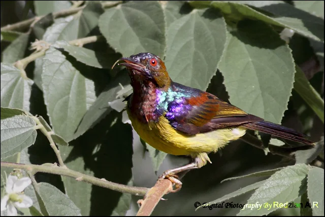 Male Brown-throated Sunbird