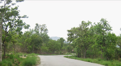 Curvy forest roads