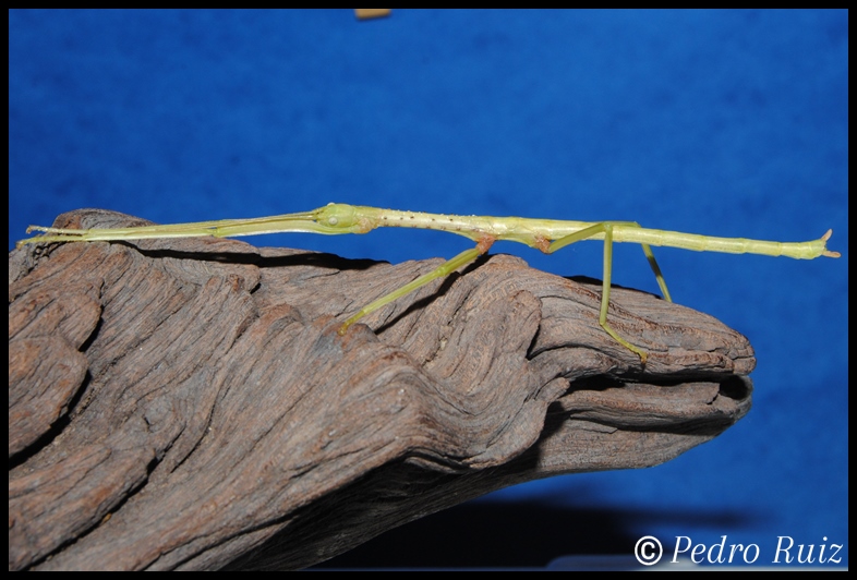 Ninfa hembra L5 de Lopaphus sphalerus, 7 cm de longitud