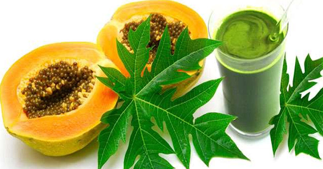 Papaya leaf juice eliminates typhoid fever. Learn its main benefits