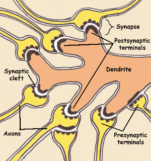 MIXTURE:SYNAPSE AND NEUROTRANSMITTER: