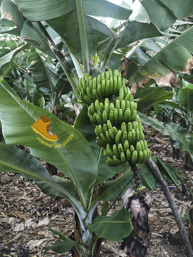 Piña de plátanos de Canarias junto a la Playa de los Cancajos