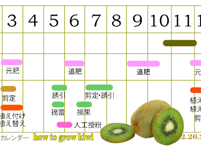 200以上 キウイ フルーツ の 収穫 時期 128314