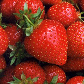 Prospek agribisnis strowberry di Indonesia cukup cerah dilihat dari daya serap pasar dan p CARA MENANAM ATAU BUDIDAYA STRAWBERRY