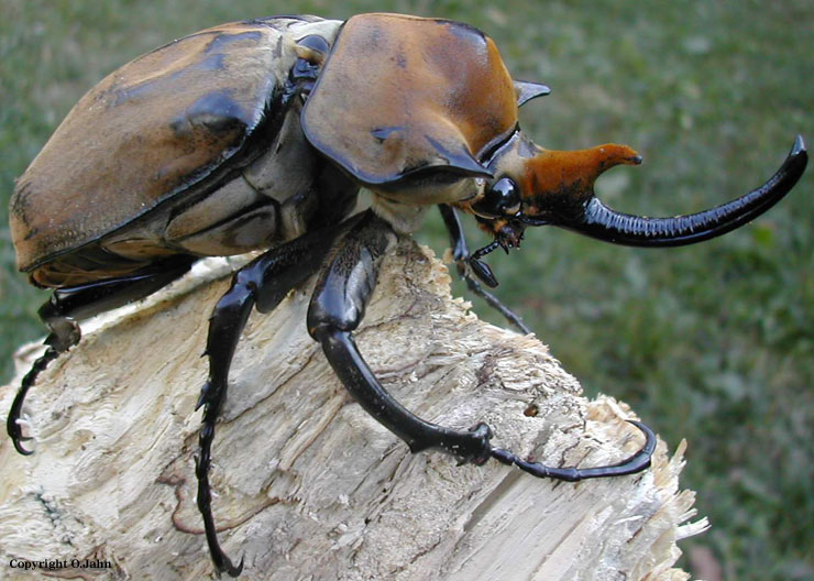 Jendela Hewan Mengenal Kumbang Serangga Unik Bertanduk