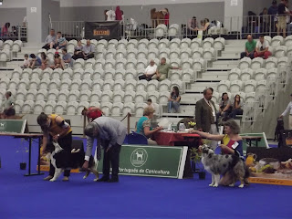 Australian Shepherd Maggie in Lamego dog show