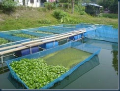 sangkar ikan keli terapung