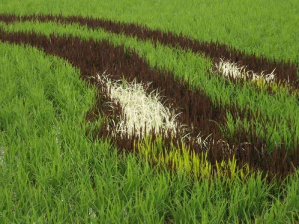 Japanese Rice Field Creative Art Work - AmAzing Photos Seen On lolpicturegallery.blogspot.com