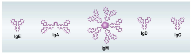 الشكل 21 - 14: تشترك الأصناف الخمسة من أنواع الأجسام المضادة في التركيب الأساسي نفسه.