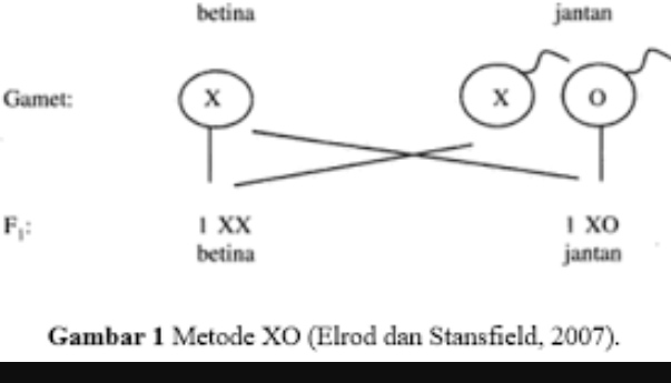 Metode XO pada penentuan Jenis Kelamin