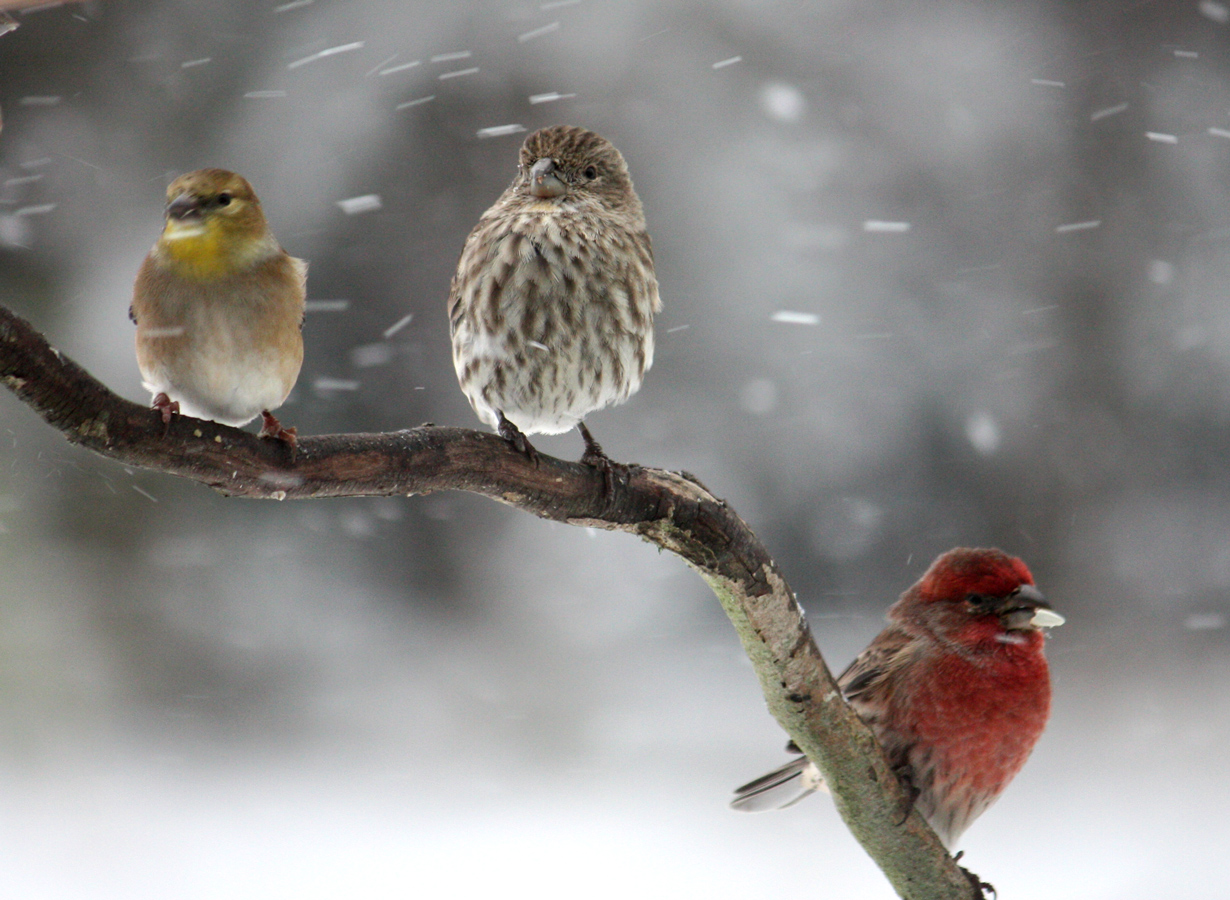 Beautiful Birds in Winter Wallpapers | cini clips