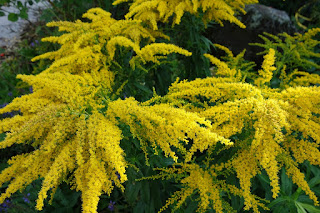 goldenrod photo