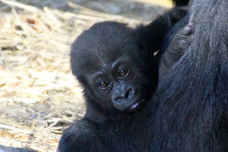 Western Lowland Gorilla