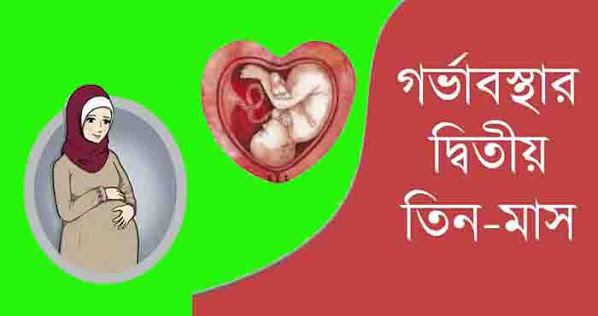 গর্ভবতী মায়ের প্রথম তিন মাসের খাবার তালিকা