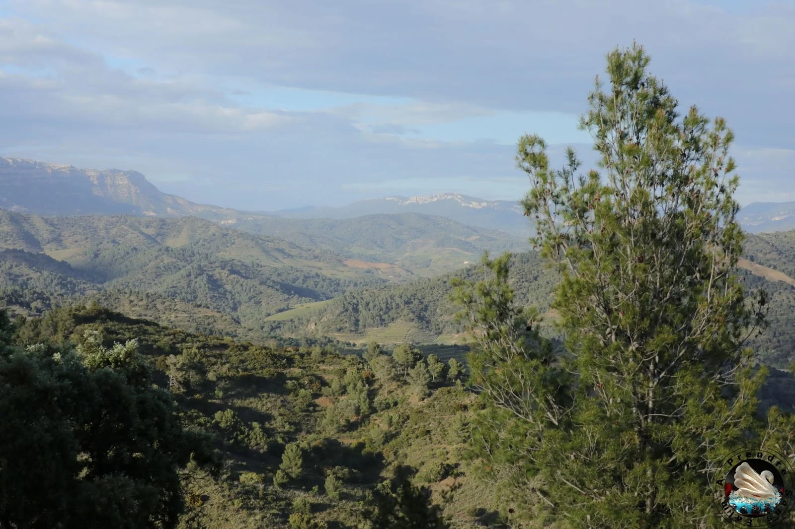 Le vignoble d'Alvaro Palacios : admirer les paysages à l'origine de son vin L'Ermita