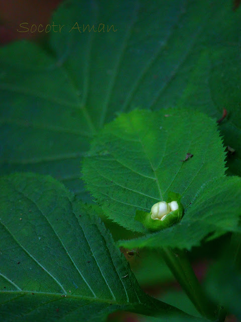 Deinanthe bifida