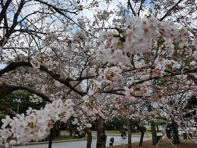 hiroshima peace memorial park cherry blossom