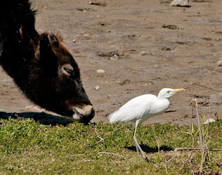 Cattle Egret