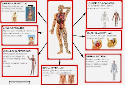 http://mintzaira.files.wordpress.com/2011/01/gorputz-aparatuak1.pdf