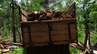 Polres Lamtim Lakukan Tindakan Hukum Terdahap Tiga Pelaku Illegal Logging