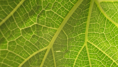 Bottle Gourd Plant /Calabash Plant leaf close up against the sun showing leaf vein structure