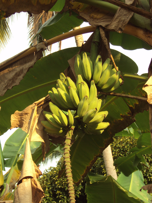 Atuk: PELBAGAI PISANG