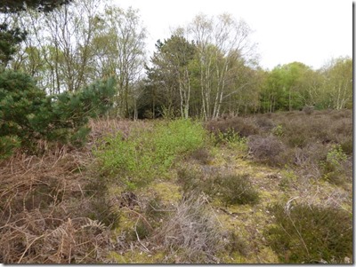 Birch Regrowth